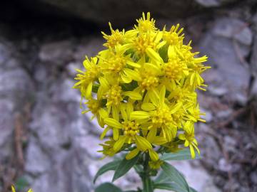 Fotografia da espécie Solidago virgaurea