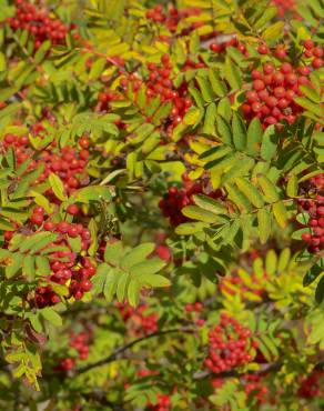 Fotografia 14 da espécie Sorbus aucuparia no Jardim Botânico UTAD