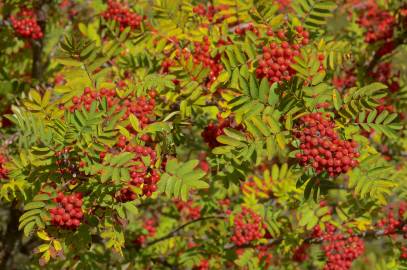 Fotografia da espécie Sorbus aucuparia