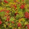 Fotografia 14 da espécie Sorbus aucuparia do Jardim Botânico UTAD