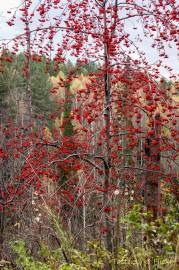 Fotografia da espécie Sorbus aucuparia