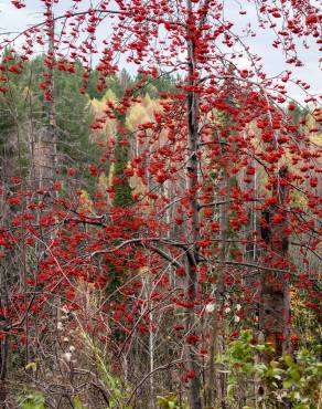 Fotografia 15 da espécie Sorbus aucuparia no Jardim Botânico UTAD