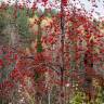 Fotografia 15 da espécie Sorbus aucuparia do Jardim Botânico UTAD