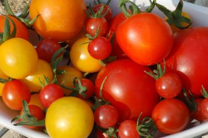 Fotografia da espécie Solanum lycopersicum