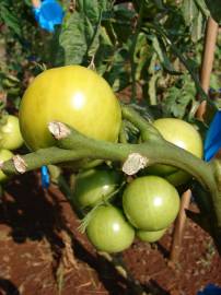 Fotografia da espécie Solanum lycopersicum