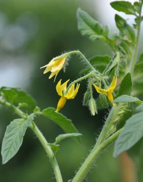 Fotografia 11 da espécie Solanum lycopersicum no Jardim Botânico UTAD