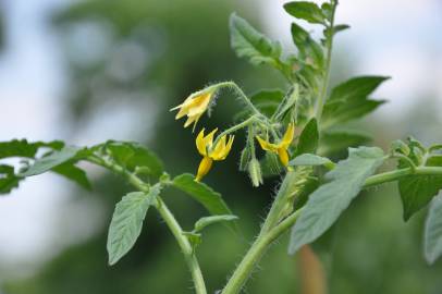 Fotografia da espécie Solanum lycopersicum