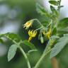 Fotografia 11 da espécie Solanum lycopersicum do Jardim Botânico UTAD