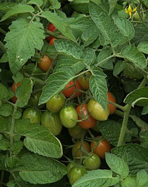 Fotografia 13 da espécie Solanum lycopersicum no Jardim Botânico UTAD