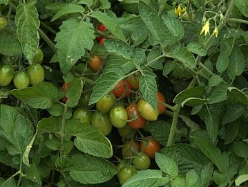 Fotografia da espécie Solanum lycopersicum