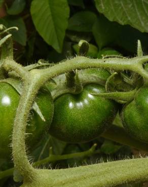 Fotografia 14 da espécie Solanum lycopersicum no Jardim Botânico UTAD