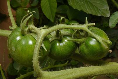 Fotografia da espécie Solanum lycopersicum