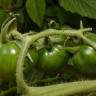 Fotografia 14 da espécie Solanum lycopersicum do Jardim Botânico UTAD