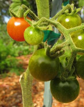 Fotografia 15 da espécie Solanum lycopersicum no Jardim Botânico UTAD