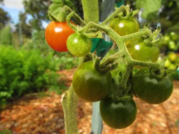 Fotografia da espécie Solanum lycopersicum