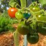 Fotografia 15 da espécie Solanum lycopersicum do Jardim Botânico UTAD