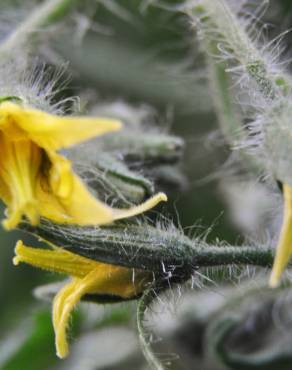 Fotografia 16 da espécie Solanum lycopersicum no Jardim Botânico UTAD