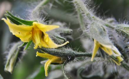 Fotografia da espécie Solanum lycopersicum