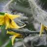 Fotografia 16 da espécie Solanum lycopersicum do Jardim Botânico UTAD