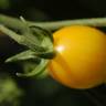 Fotografia 17 da espécie Solanum lycopersicum do Jardim Botânico UTAD