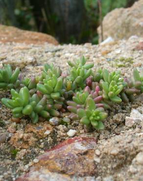 Fotografia 10 da espécie Sedum hirsutum no Jardim Botânico UTAD