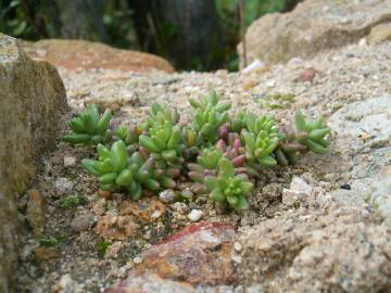 Fotografia da espécie Sedum hirsutum