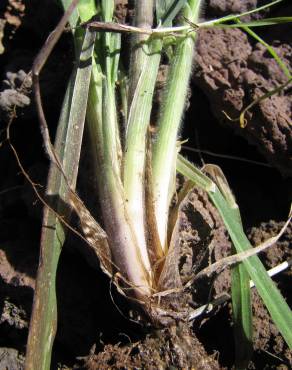 Fotografia 10 da espécie Bromus catharticus no Jardim Botânico UTAD