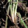 Fotografia 10 da espécie Bromus catharticus do Jardim Botânico UTAD