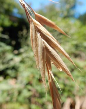 Fotografia 11 da espécie Bromus catharticus no Jardim Botânico UTAD