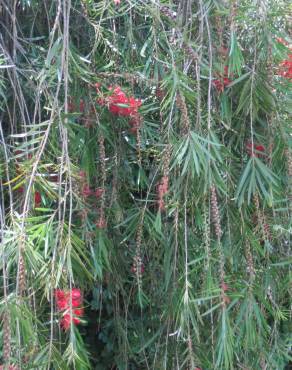 Fotografia 10 da espécie Callistemon citrinus no Jardim Botânico UTAD