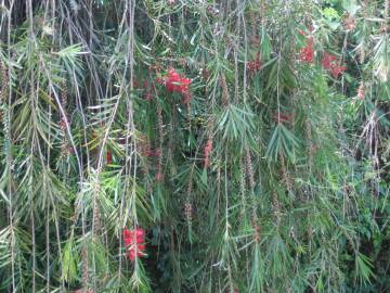 Fotografia da espécie Callistemon citrinus