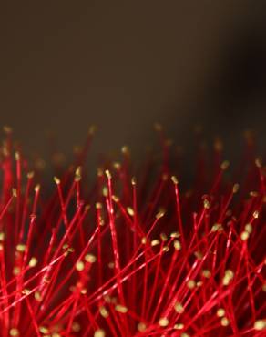 Fotografia 11 da espécie Callistemon citrinus no Jardim Botânico UTAD