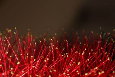 Fotografia da espécie Callistemon citrinus