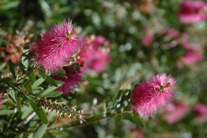 Fotografia da espécie Callistemon citrinus