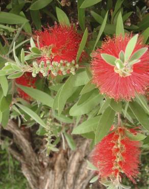 Fotografia 13 da espécie Callistemon citrinus no Jardim Botânico UTAD