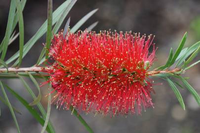 Fotografia da espécie Callistemon citrinus