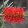 Fotografia 14 da espécie Callistemon citrinus do Jardim Botânico UTAD