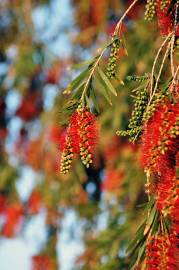 Fotografia da espécie Callistemon citrinus