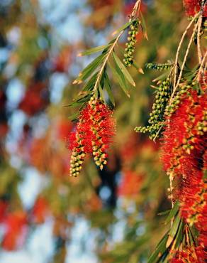 Fotografia 15 da espécie Callistemon citrinus no Jardim Botânico UTAD