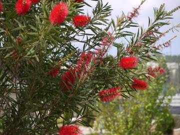 Fotografia da espécie Callistemon citrinus