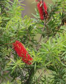 Fotografia da espécie Callistemon citrinus