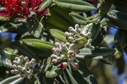 Fotografia da espécie Callistemon citrinus