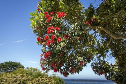 Fotografia da espécie Callistemon citrinus