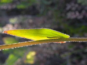 Fotografia da espécie Camelina microcarpa