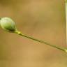 Fotografia 11 da espécie Camelina microcarpa do Jardim Botânico UTAD