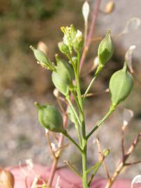 Fotografia da espécie Camelina microcarpa