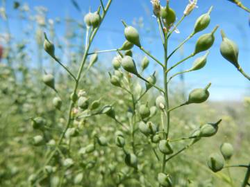 Fotografia da espécie Camelina microcarpa