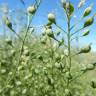 Fotografia 13 da espécie Camelina microcarpa do Jardim Botânico UTAD