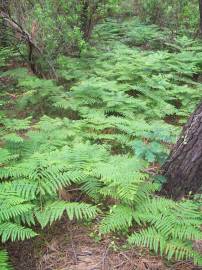 Fotografia da espécie Athyrium filix-femina