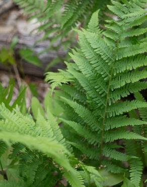 Fotografia 13 da espécie Athyrium filix-femina no Jardim Botânico UTAD